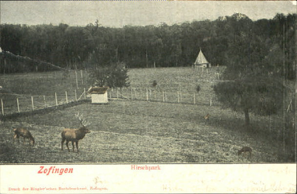 10548074 Zofingen Zofingen Hirschpark x 1902 Zofingen