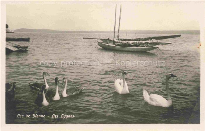 14013429 Lac de Bienne Bielersee BE Les cygnes