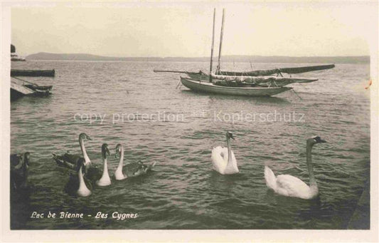 14013429 Lac de Bienne Bielersee BE Les cygnes