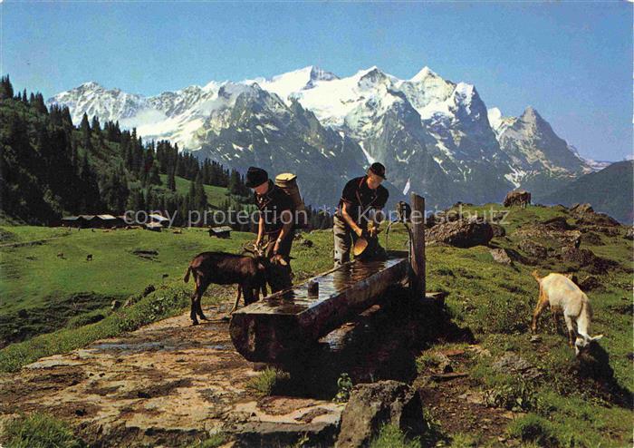 14013527 Lauterbrunnen BE Bergbauern Holzbrunnen Traenke Wetterhorngruppe Berner