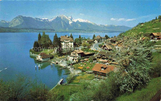 14014460 Gunten Thunersee BE Panorama Blick gegen Stockhornkette