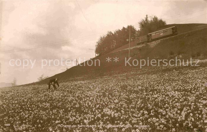 12737281 Zuerich ZH Champ de Narcisses et Funiculaire des Plejades Zuerich