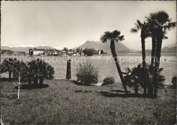 11653952 Ascona TI Isola Bella vista da Stresa Borromco Lac Majeur Palmier