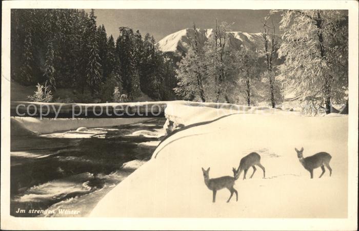 11818237 Davos GR Wild am Fluss tief verschneit Davos Platz