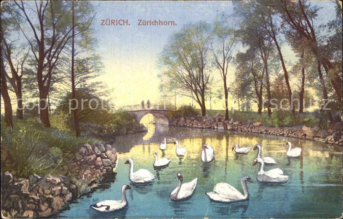 12319385 Zone riveraine du Zuerichhorn sur la rivière Bruecke Schwaene