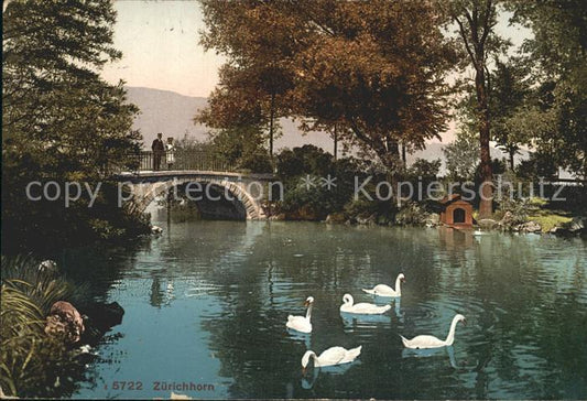 12319425 Zuerichhorn Partie am Fluss Schwaene Bruecke