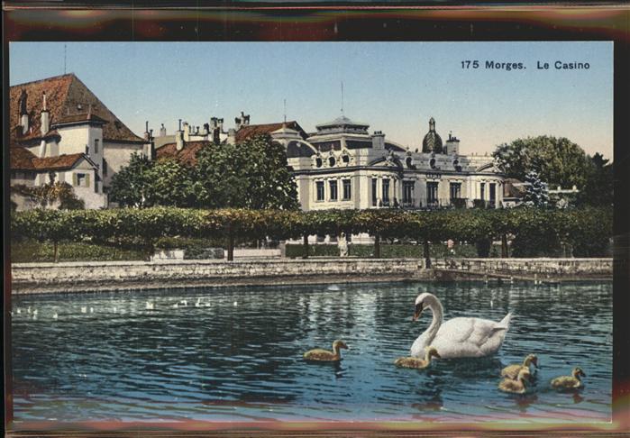 11305024 Morges Le Casino Lac Leman Schwaene