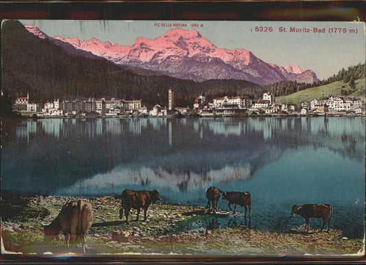 11306419 St Moritz GR St Moritzersee Kuehe Piz Della Margna Grisons St. Mori