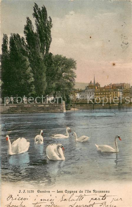 13733116 Genève GE Les Cygnes de l'Ile Rousseau Genève GE