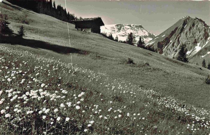 13981654 Adelboden_BE Trollius sur la vue du Hohliebe en direction de Wildstrubel et Fitz