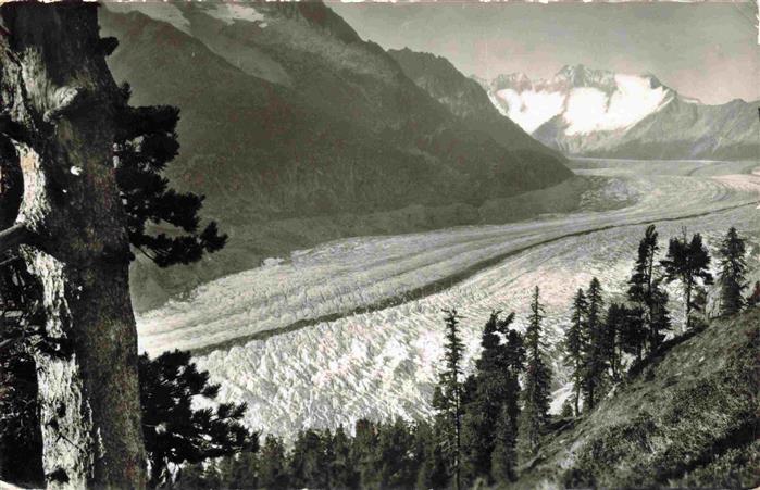 13983941 Riederalp_VS Naturschutzpark Aletschwald Gr Aletschgletscher Walliser F