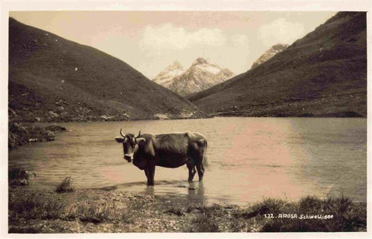 13985289 AROSA_GR Schwellisee avec vache