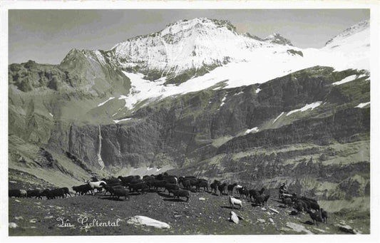 13965721 Gelten_BE Panorama Geltental Schafherde Berner Alpen