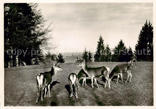 13795741 St Gallen SG Wildpark Peter und Paul Rehe St Gallen SG