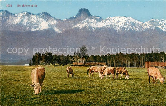 13800644 Stockhorn 2193m BE Viehherde Stockhornkette