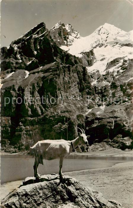 13796328 Oeschinensee oeschinensee 1578m BE avec Bluemlisalp Alpes bernoises A emporter