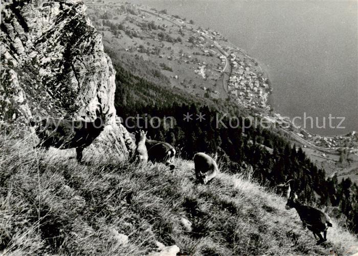 13813672 Habkern Steinboecke à Augstmatthorn Alpes bernoises Habkern