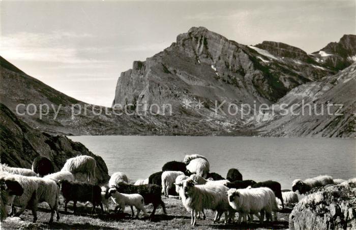 13816127 Daubensee Gemmipass VS Kandersteg Leukerbad Daubenhorn Schafherde