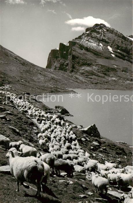 13816128 Daubensee Gemmipass VS Schafherde Daubenhorn