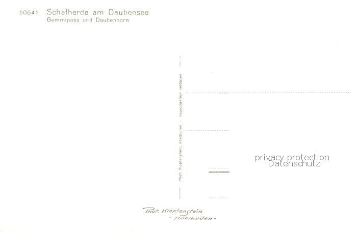 13816128 Daubensee Gemmipass VS Schafherde Daubenhorn