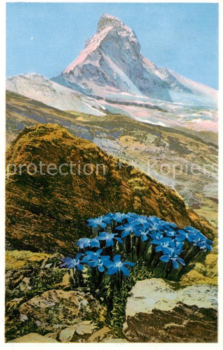 13816161 Zermatt VS Gentiana bavarica Bayrischer Enzian am Matterhorn Zermatt VS