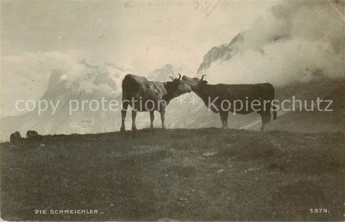 13816405 Hertenstein  LU Die Schmeichler Almvieh Kuehe Alpen