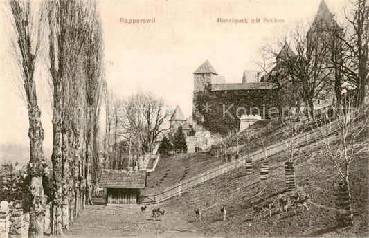 13824846 Rapperswil -Jona Rapperswyl Zuerichsee SG Parc aux cerfs avec château