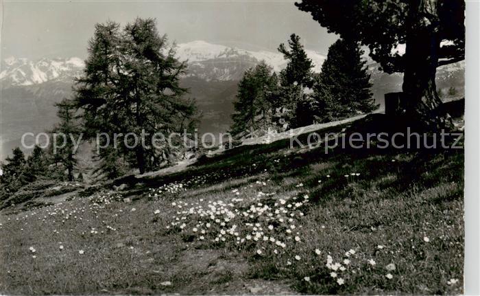 13842636 Chandolin Sierre VS Paysage d'été Wildhorn