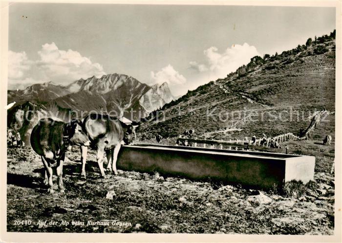 13842967 Gonzen 1829m SG Auf der Alp beim Kurhaus Gonzen Viehtraenke