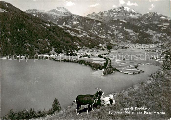 13843065 Poschiavo GR Lago di Poschiavo Le prese con Pizzo Verona