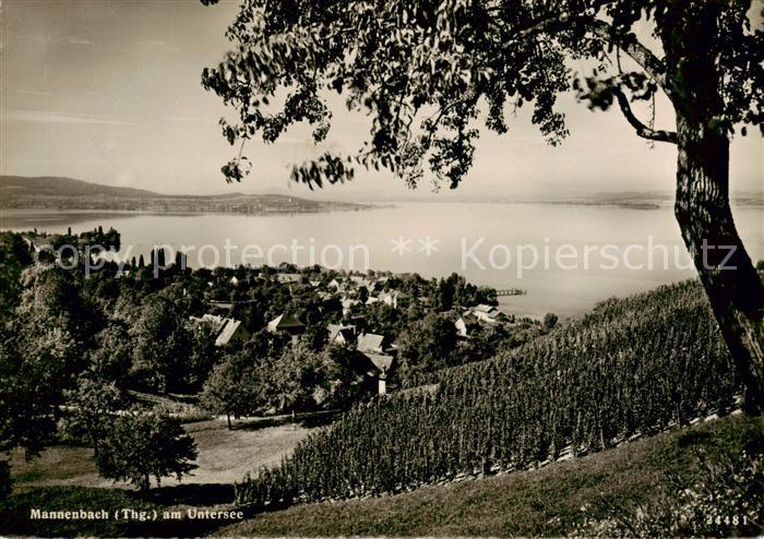 13843096 Mannenbach Untersee Panorama Mannenbach Untersee