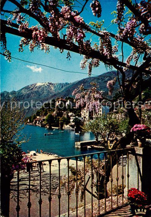 13843537 Ascona Lago Maggiore TI Collina S Michele