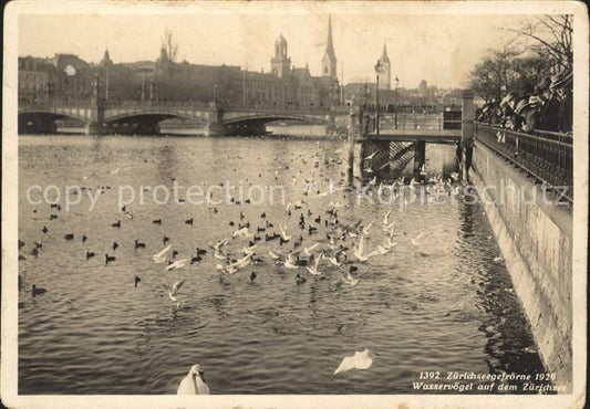 11657778 Zuerich Seegefroerne 1929 Wasservoegel