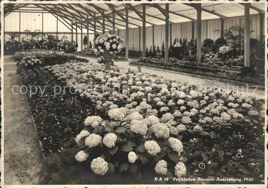 11658009 Zuerich Gartenbauausstelung 1930 Fruehjahrsblumen