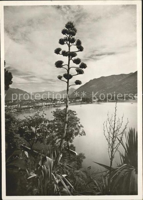 11652385 Ascona TI Agave en fleurs