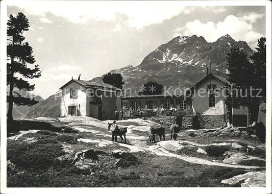 11656540 St Moritz GR Berhaus Hahnensee Kuehe