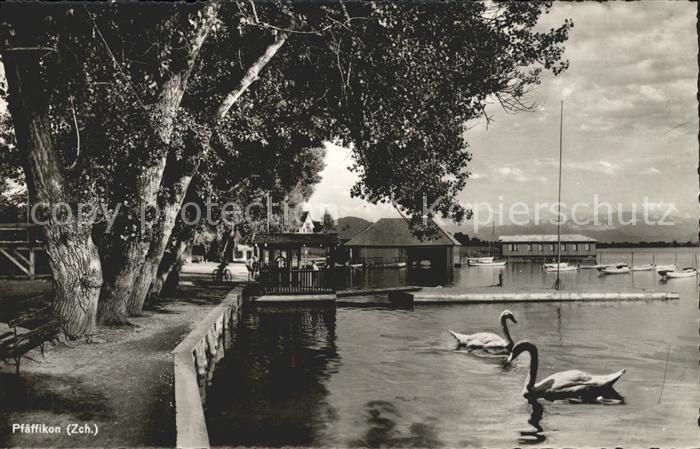 11651616 Pfaeffikon ZH Uferpartie am Zuerichsee Steg Bootshaus Schwan