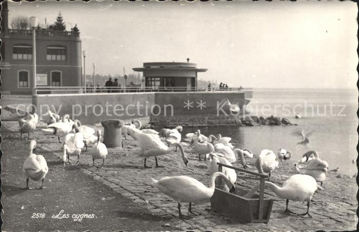 11660809 VEVEY VD Les cygnes