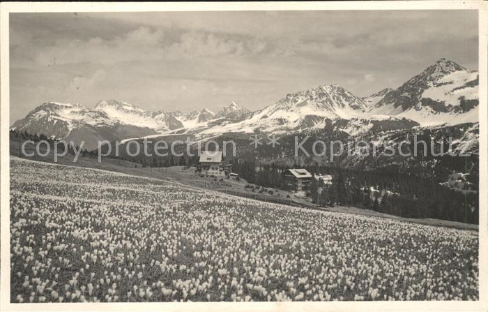 11677880 Arosa GR Krokuswiese beim Praetschli Pension Chalet Guardaval Arosa