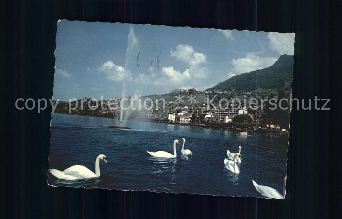 11701589 Montreux VD Le Jet d'eau et les Cygnes Montreux