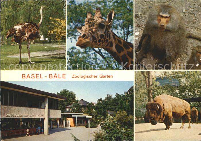 11715588 Jardin zoologique de Bâle BS Strauss Girafe Babouin Buffle Basel BS