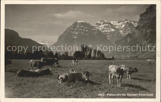 11751589 Glarus GL Pâturage pour bovins dans l'Unterland Glarus Glarus