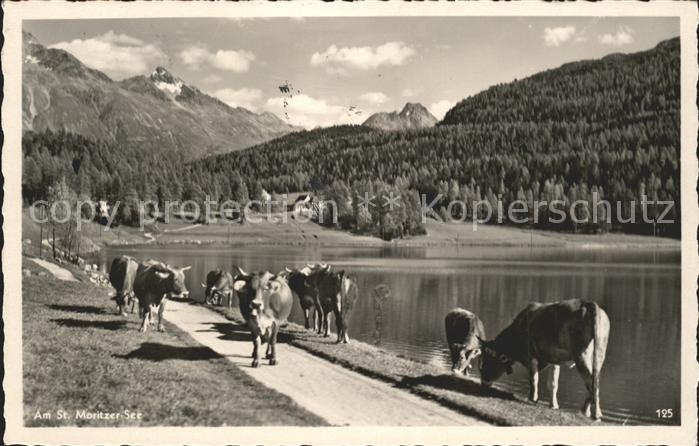 11773173 St Moritz GR Voir Kuehe St. Moritz