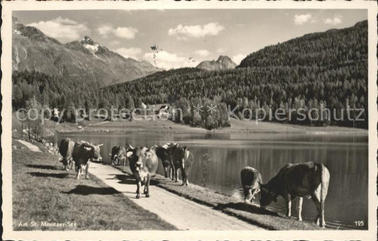 11773173 St Moritz GR Voir Kuehe St. Moritz