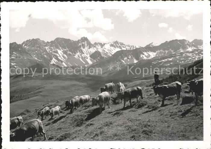 11879113 Arosa GR Vaches Arosa