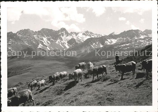 11879113 Arosa GR Vaches Arosa