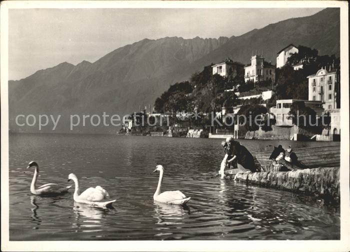 11878473 Ascona TI Lago Maggiore Schwaene Ascona