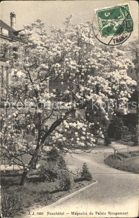 12013956 Neuchâtel NE Magnolia du Palais Rougemont Arbre en fleurs magnolia Neuc