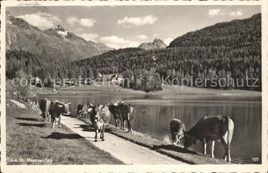 12032995 St Moritz GR Kuehe am See Saint-Moritz