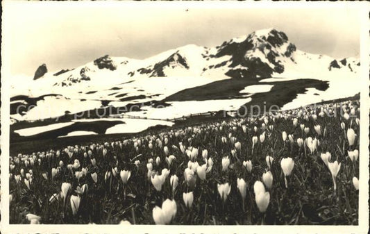 12036194 Arosa GR Prairie fleurie d'Arosa